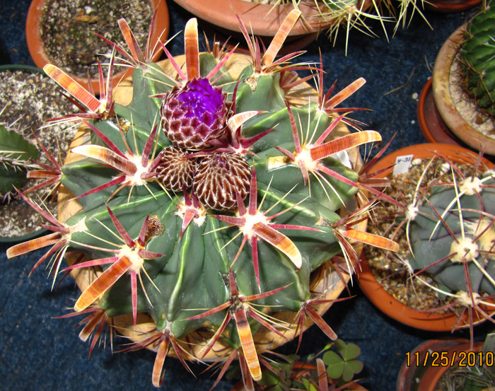 Ferocactus latispinus var. latispinus in flower